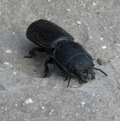 Passalidius fortipes