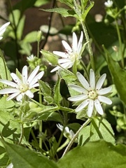 Stellaria corei