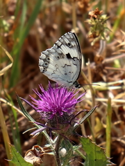 Melanargia titea