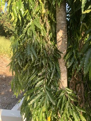 Polyalthia