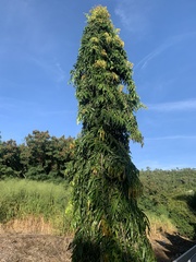 Polyalthia