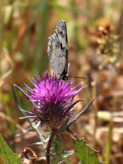 Melanargia titea