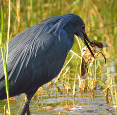 Egretta ardesiaca