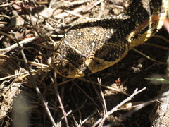 Bitis arietans arietans