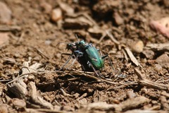 Cicindela purpurea
