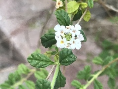 Lippia micromera