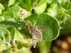 Conophorus glaucescens