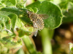 Conophorus glaucescens