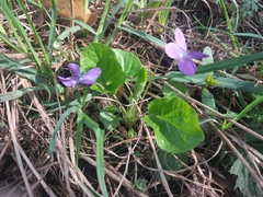 Viola odorata