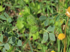 Medicago intertexta