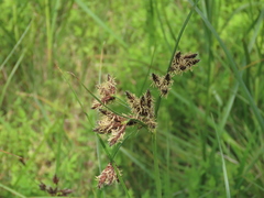 Bolboschoenus glaucus