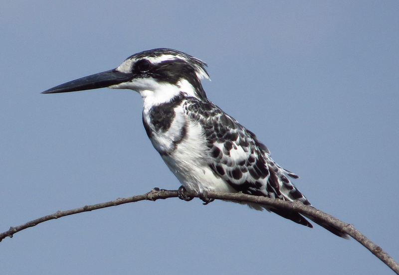 African Pied Kingfisher from Sambesi, Namibia on April 28, 2015 at 03: ...