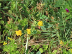 Medicago intertexta
