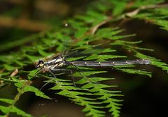 Austroargiolestes calcaris