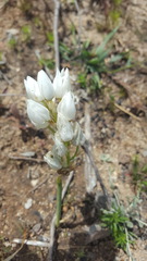 Ornithogalum conicum