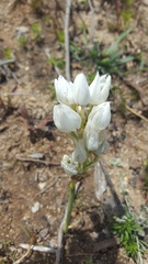 Ornithogalum conicum