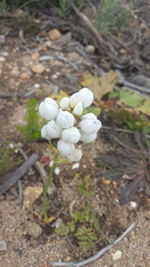 Ornithogalum conicum