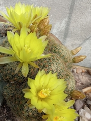 Mammillaria sphaerica