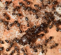 Crematogaster auberti