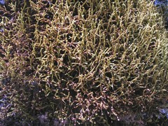 Arceuthobium globosum