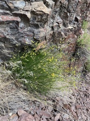 Cymopterus petraeus