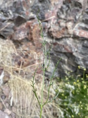 Cymopterus petraeus