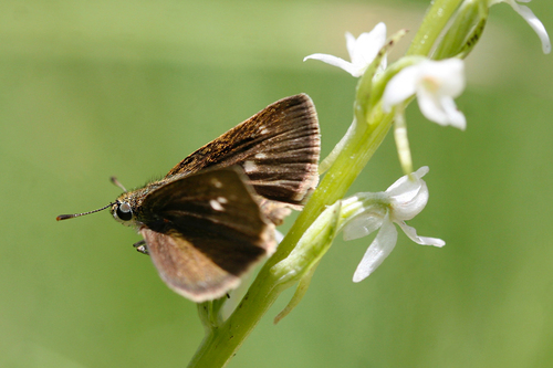 iNaturalist observation photo of Dun Skipper