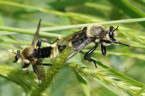 iNaturalist observation photo of Western Yellow-backed Laphria