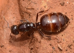 Crematogaster auberti