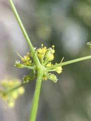 Cymopterus petraeus