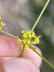 Cymopterus petraeus