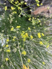 Cymopterus petraeus