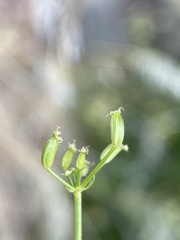 Cymopterus petraeus