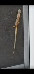 Elgaria multicarinata