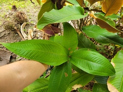 Miconia impetiolaris