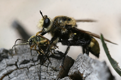 Laphria astur