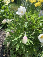 Anemonoides sylvestris