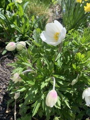 Anemonoides sylvestris