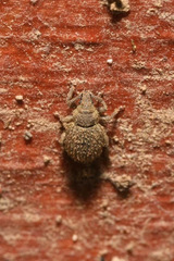 Cathormiocerus aristatus