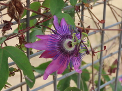 Passiflora amethystina