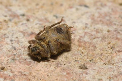 Cathormiocerus aristatus