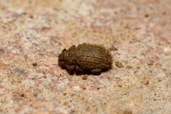 Cathormiocerus aristatus