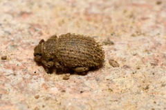 Cathormiocerus aristatus