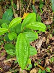 Miconia prasina