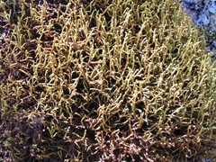 Arceuthobium globosum