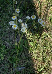Erigeron vernus