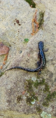 Plethodon sequoyah