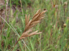 Bromus lanceolatus