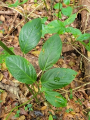 Piper glabrescens
