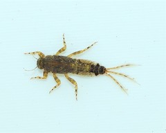 Ephemerella subvaria